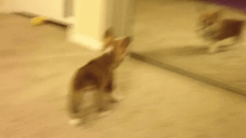 puppy playing GIF
